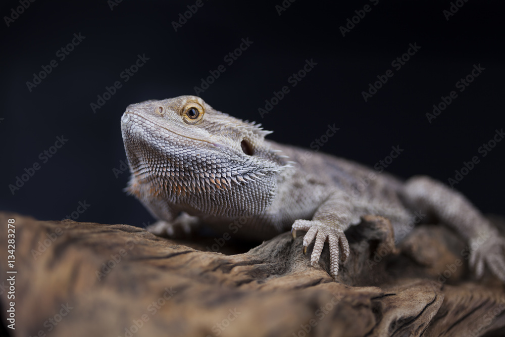 Obraz premium Agama bearded, pet on black background, reptile
