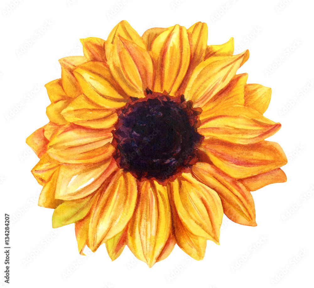 Naklejka premium Watercolor yellow sunflower, hand painted on white background