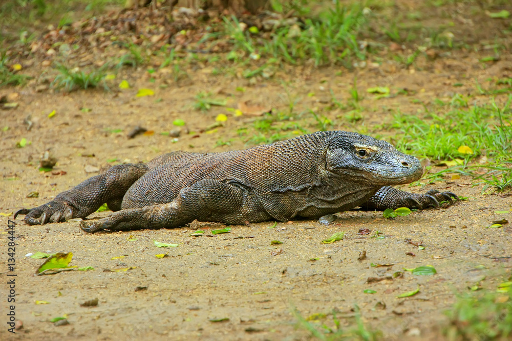 Komodo dragon lying on the ground on Rinca Island in Komodo Nati Komodo dragon lying on the ground on Rinca Island in Komodo Nati
