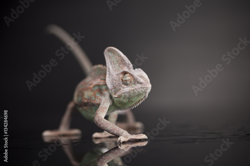 Chameleon lizard on black background