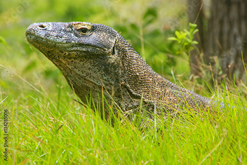 Portrait of Komodo dragon lying in grass on Rinca Island in Komo