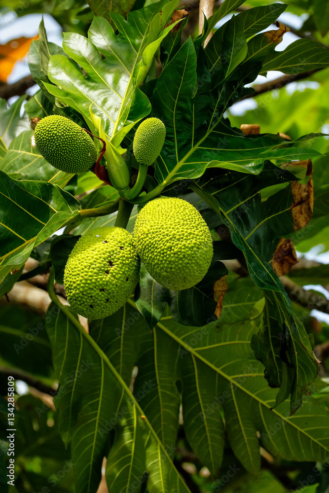 Breadfruit tree with fruits Breadfruit tree with fruits
