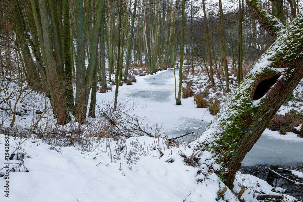 Naklejka premium ein zugefrorener Bach schlängelt sich durch einen Winterwald