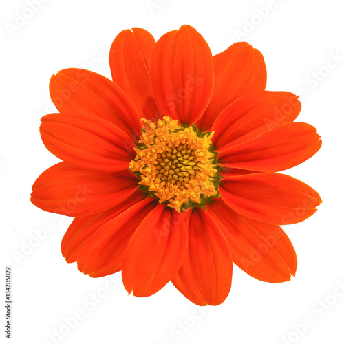 Top view of Mexican sunflower isolated on white background