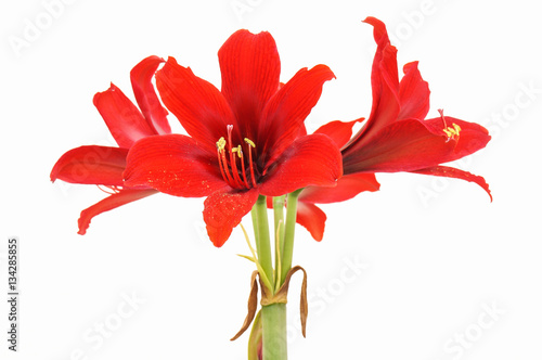 Red Amaryllis gramophone type flowers isolated on white background