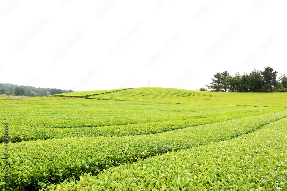 Green tea field Green tea field
