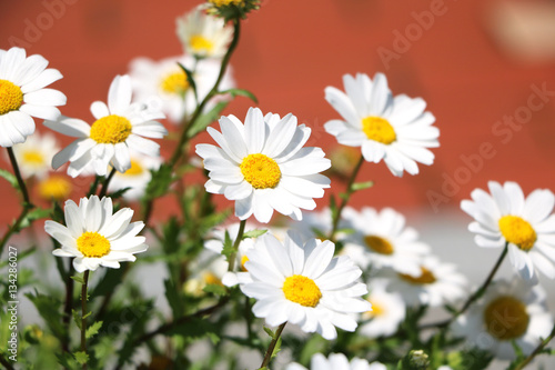 White wildflowers