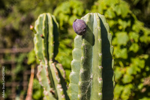 Close-up view of Peruvian apple cactus (Cereus repandus). photo