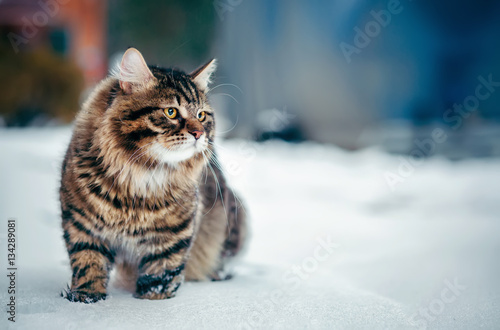 Siberian fluffy cat in the snow