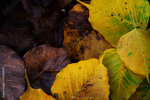 Slika na platnu Colorful wilt Bo leaves texture background in Autumn