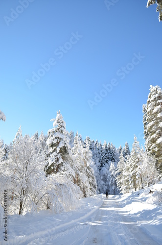 snowy forest with fir-trees in winter turkey bilecik long road towads the woods