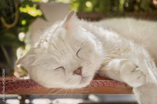 White cat sleeping in the sunlight