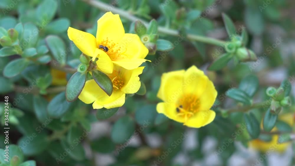 (Kunnaitunsai), Flower Portulaca oleracea yellow beautiful Thailand. (Kunnaitunsai), Flower Portulaca oleracea yellow beautiful Thailand.