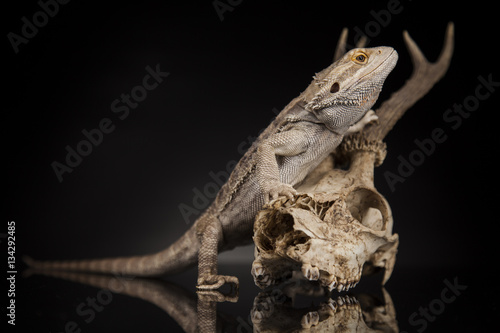 Skull  Lizard  Agama  Antlers  dragon and skull