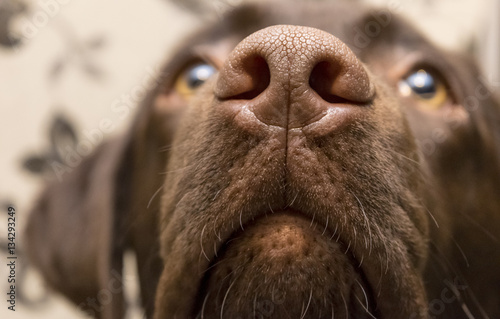 A brown nose of Labrador, close up	