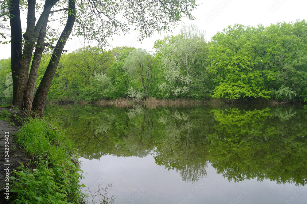 River landscape and wood River landscape and wood