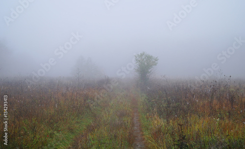 grass in the meadow in foggy morning
