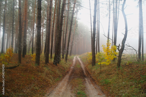 grass in the meadow in foggy morning