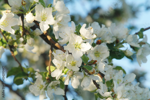 Blooming apple tree in spring time