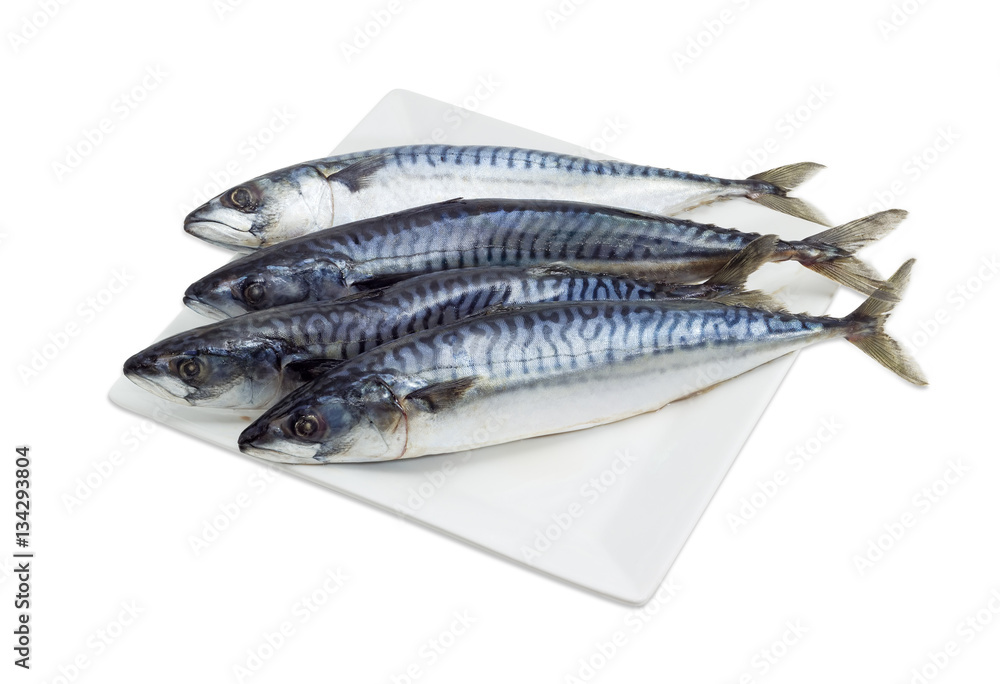 Several uncooked Atlantic mackerel on a white dish Several uncooked Atlantic mackerel on a white dish