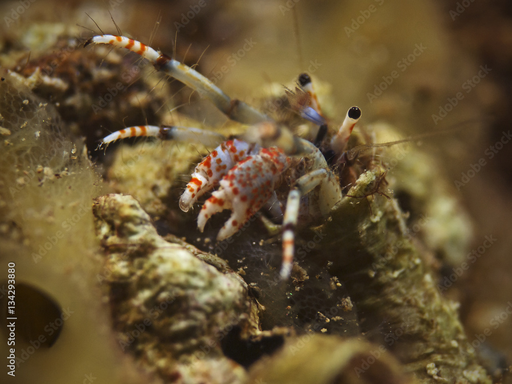 Hermit crab, Bunter Einsiedler (Calcinus tubularis)