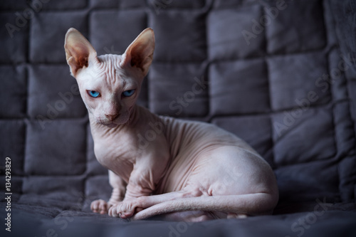 Obraz na plátne Bambino cat
