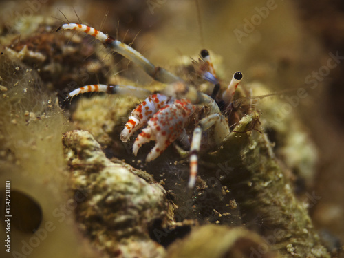 Hermit crab  Bunter Einsiedler  Calcinus tubularis 