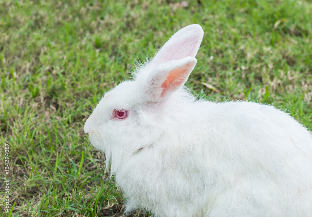 Cute Newzealand white rabbit, lion head rabbit on green grass Cute Newzealand white rabbit, lion head rabbit on green grass