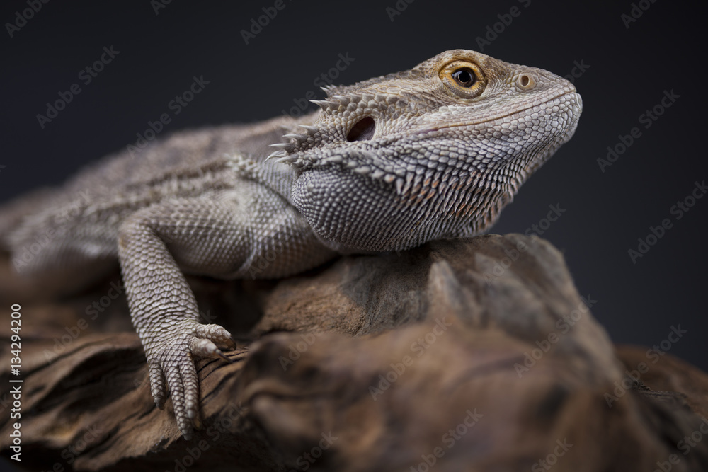 Agama bearded, pet on black background, reptile Agama bearded, pet on black background, reptile
