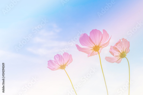 Beautiful cosmos flower and blue sky background with pastel vint
