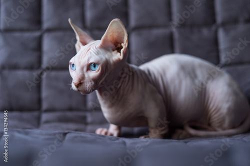 Bild auf Leinwand Bambino cat