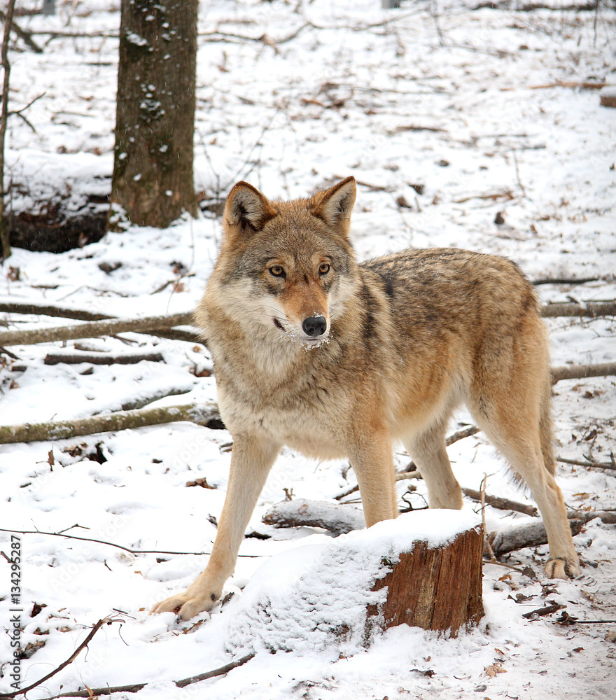 Fototapeta premium Wolf