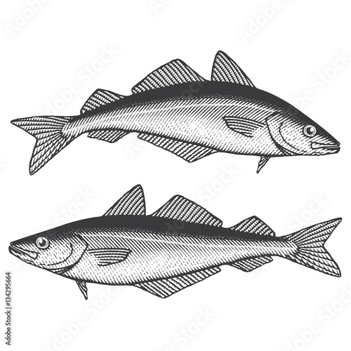 Coalfish, Saithe, Coley, Pollock (US)