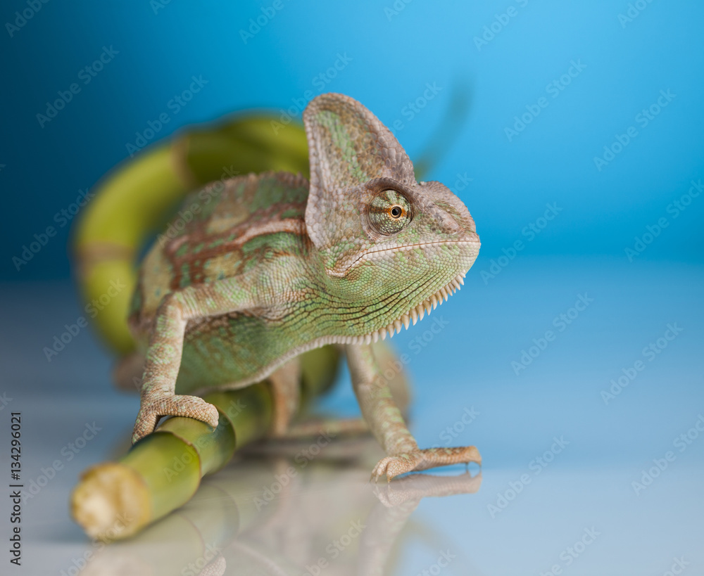 Green chameleon,lizard on blue background