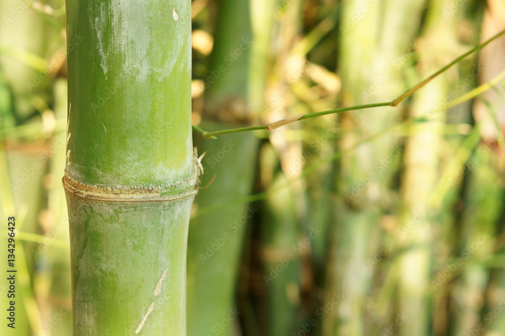 Fototapeta premium Closeup of bamboo