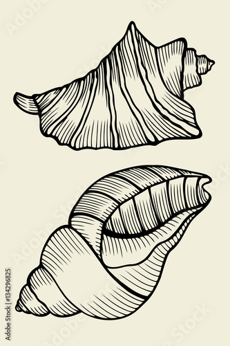 Set of vector vintage seashells
