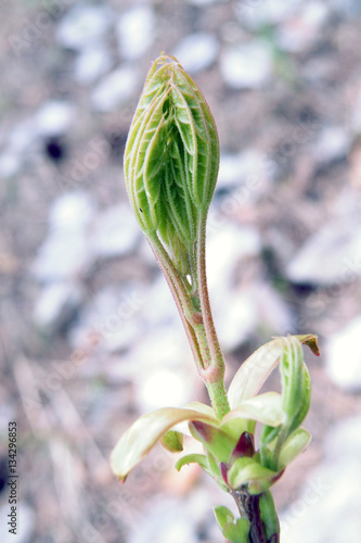 Wallpaper Mural The first foliage Torontodigital.ca