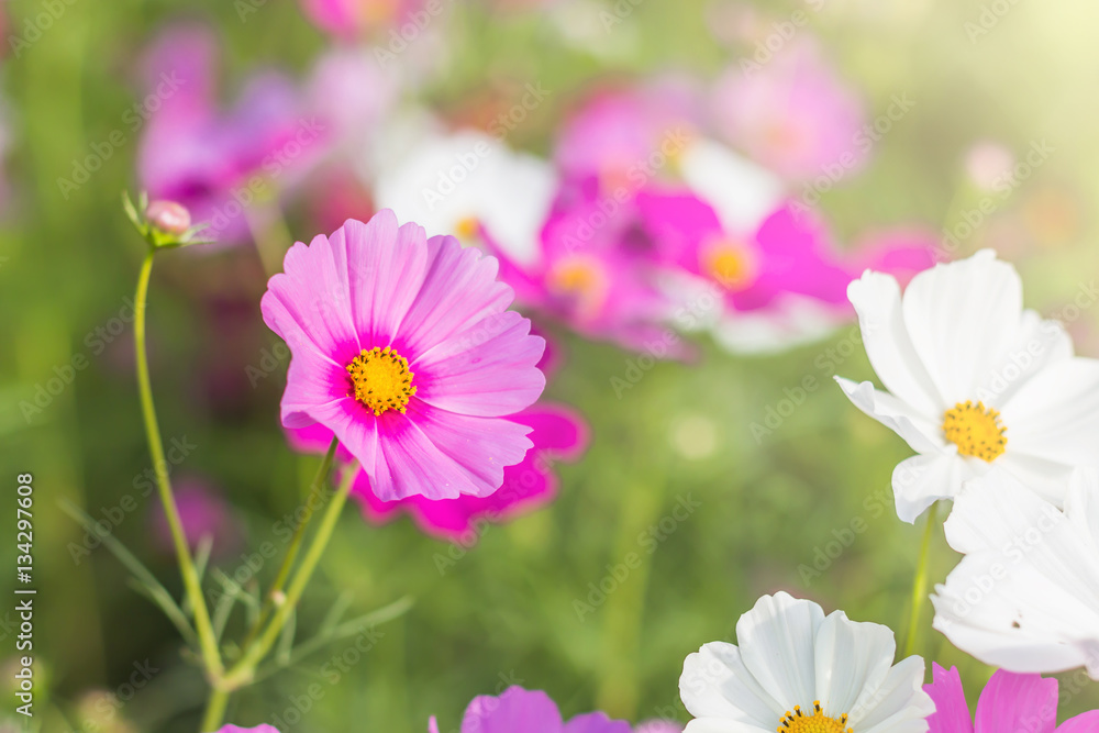 Beautiful cosmos flower in garden with sunlight Beautiful cosmos flower in garden with sunlight