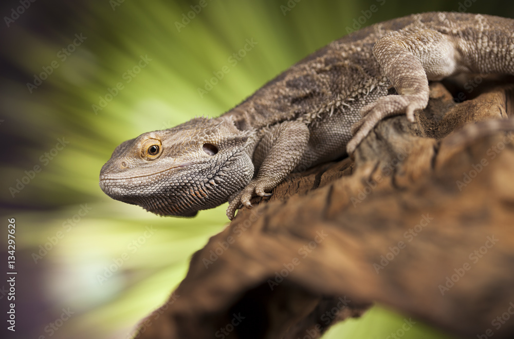 Fototapeta premium Dragon, Agama Lizard on black mirror background