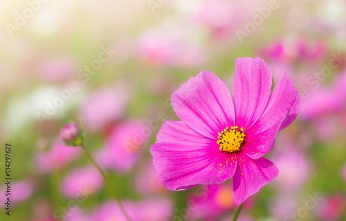 Beautiful cosmos flower in garden with sunlight