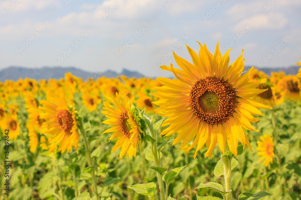 Fototapeta premium Beautiful Sunflower