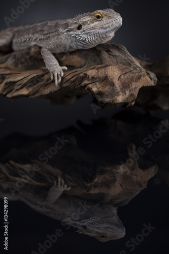 Agama bearded  pet on black background  reptile