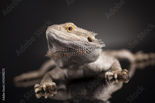 Pet  lizard Bearded Dragon on black background