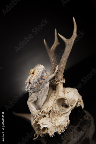 Lizard  Agama  Antlers  dragon and skull