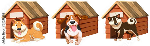 Dogs at wooden home