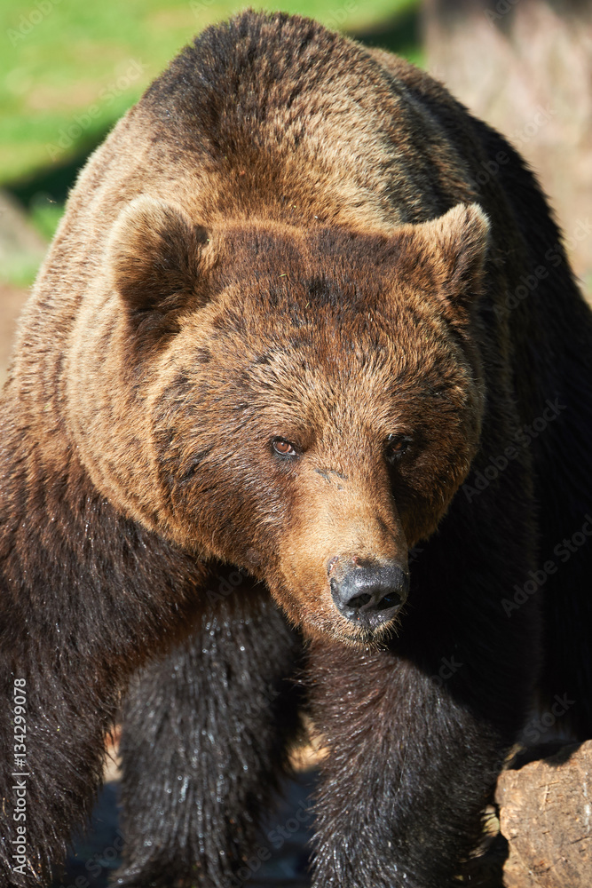 Brown bear portrait