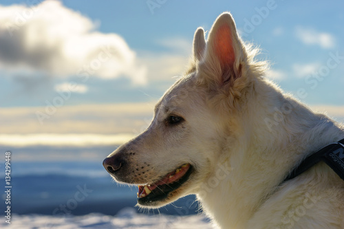 Weißer schweizer Schäferhund schaut in die Ferne