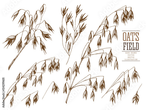 Oats spikelet sketch hand drawn vector collection, grain and stems isolated vintage illustration on a white background for the bakery shop or menu. Cereal theme.
