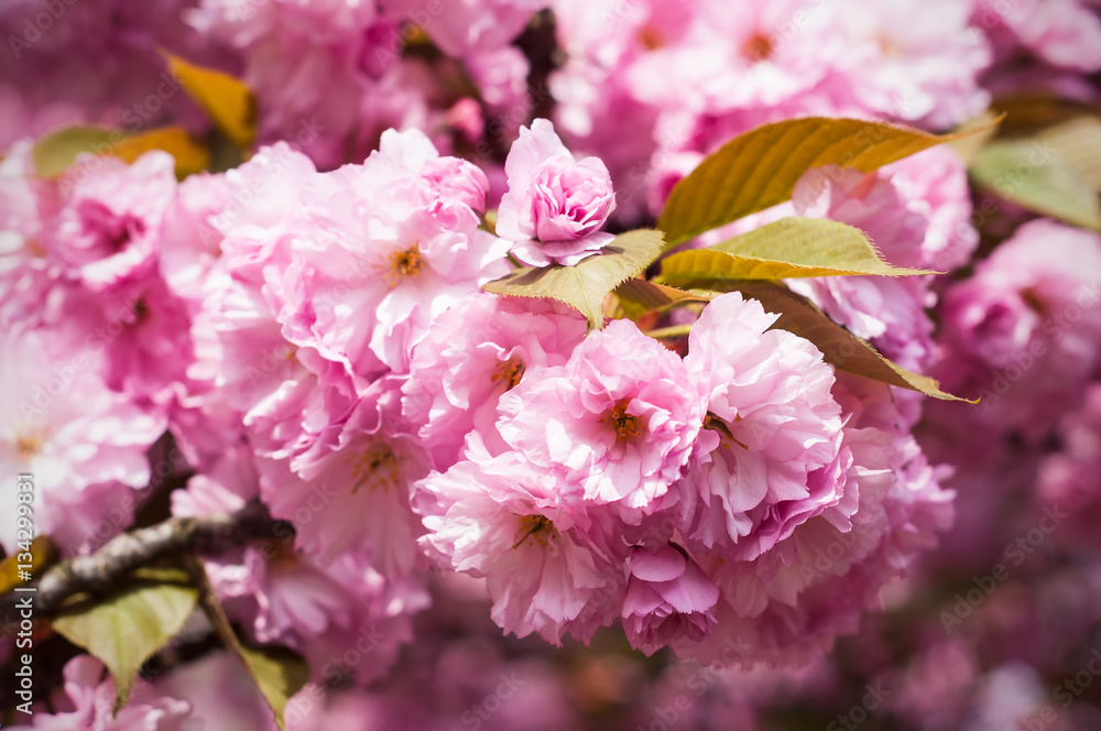 Sakura. Cherry blossoms japan. Pink spring blossom background. 