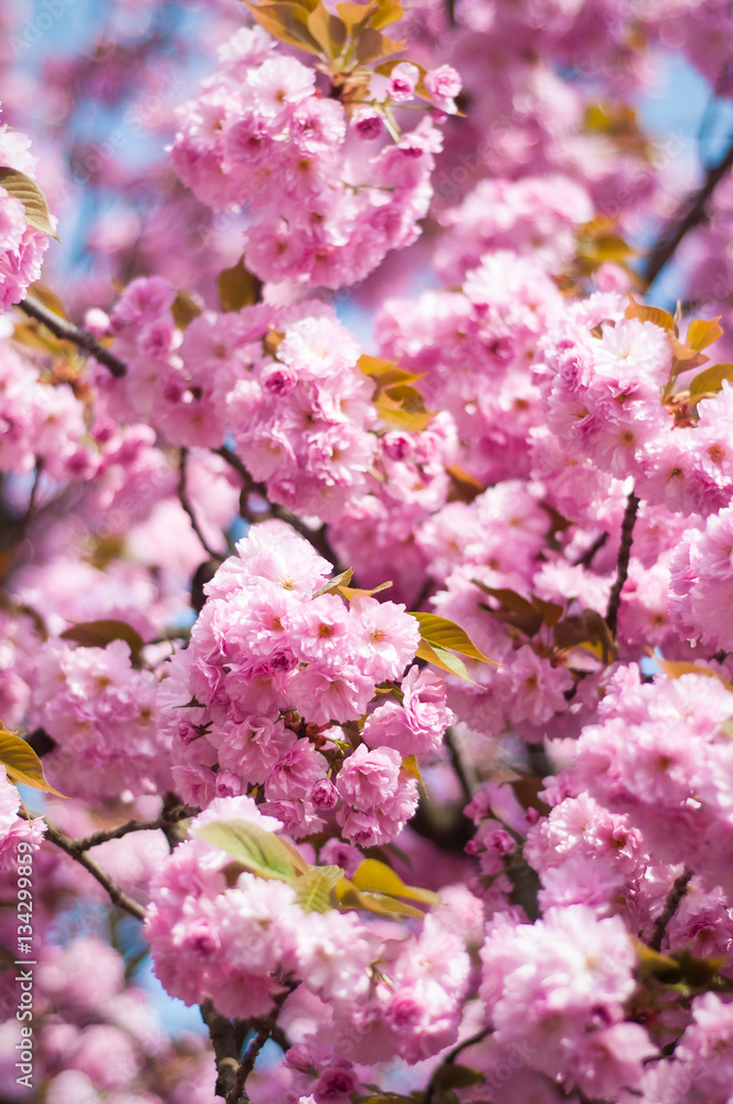 Fototapeta premium Sakura. Cherry blossoms japan. Pink spring blossom background. 